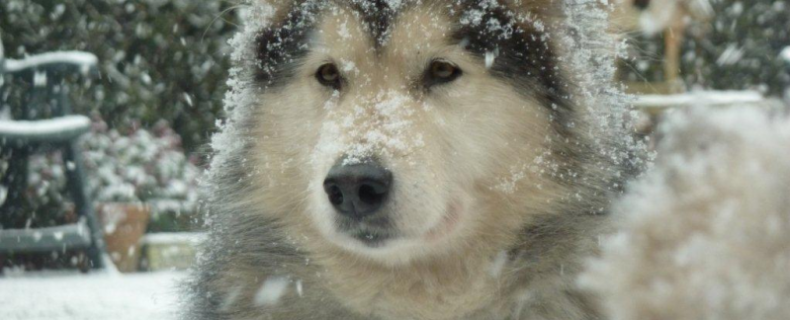 Sneeuw en vorst bij de hond en tips van de dierenarts