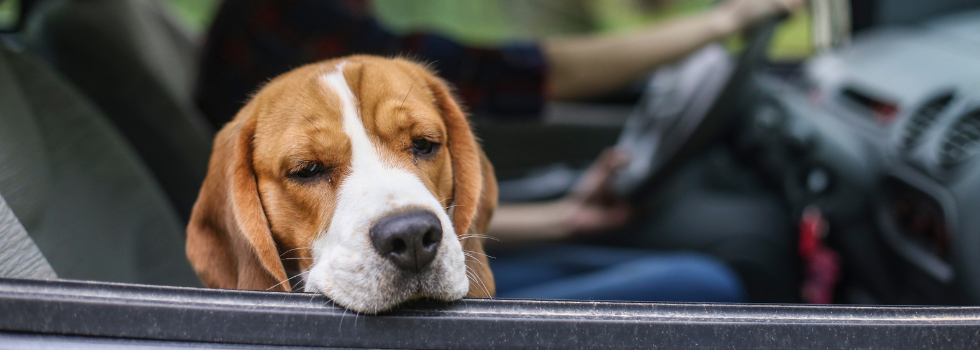 Hond met reisziekte kijkt misselijk uit het opengedraaide autoraam
