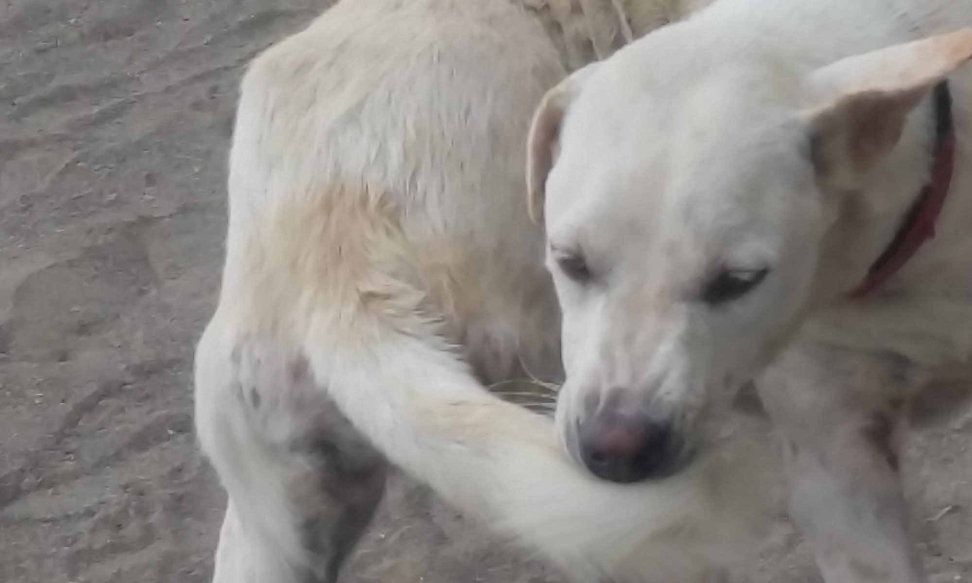 Jeuk bij hond bijt in staart