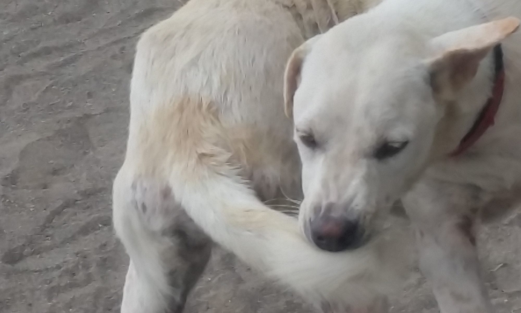 Demodex mijt bij de hond ook wel puppy schurft genoemnd