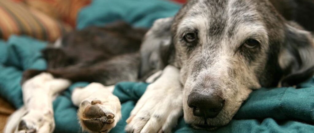 Zieke hond kijkt je aan na blauwalg opname