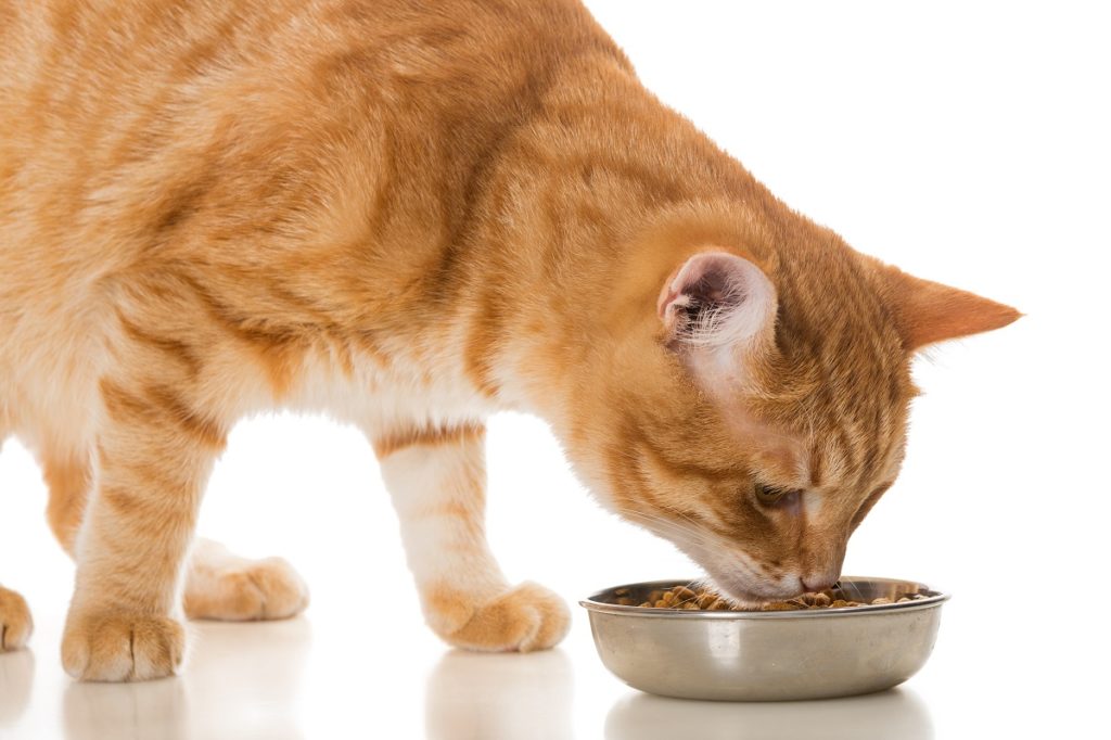 pindas verdiepen Slagschip Wat, wanneer en hoeveel voer ik mijn kat en hond? | Dierapotheker.nl