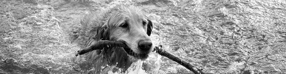 Slootwater kan ziekte van Weil veroorzaken bij honden