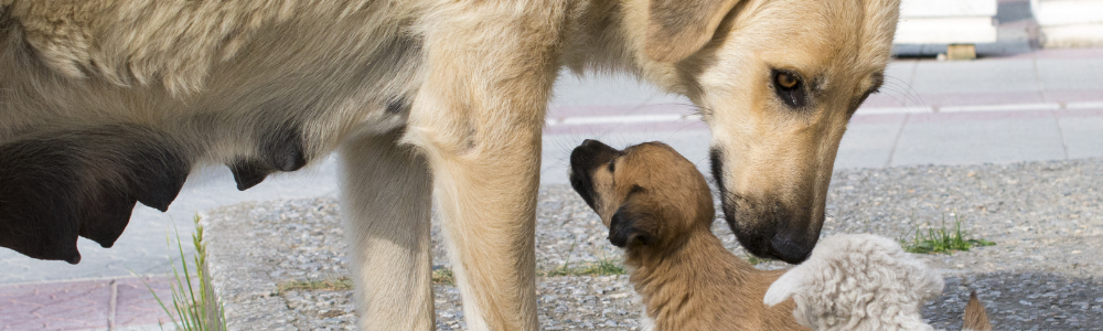 Zogende hond met pup en volle tepels