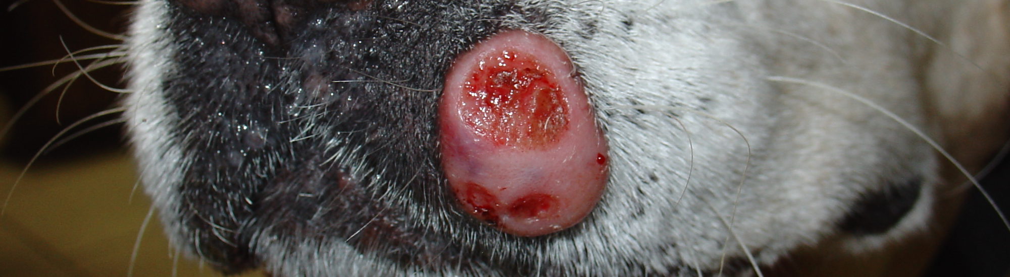 Knobbels en bobbels in de hondenhuid zoals talgkliercysten, mastocytomen en melanomas.