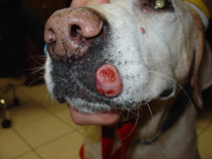 Viraal papilloma hond Panacur giardia hond. Paraziták emberekben bőrképek
