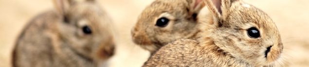 Herfsttips voor konijnen in huis en buiten huis