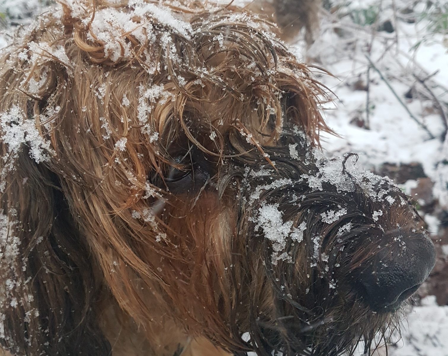 Hond in de winter en kou