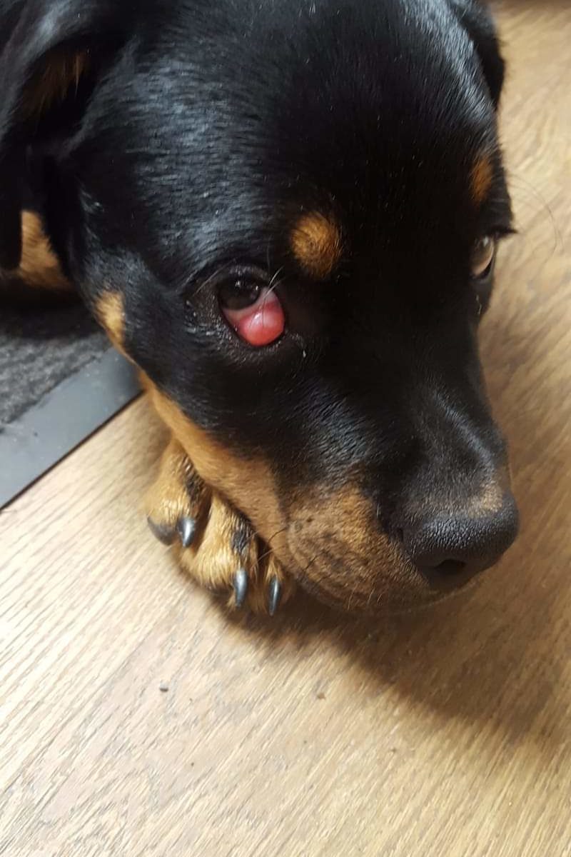 Behandeling cherry eye bij de hond