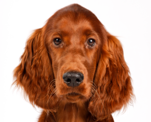 Nieuw oraal vaccin voor kennelhoest bij honden