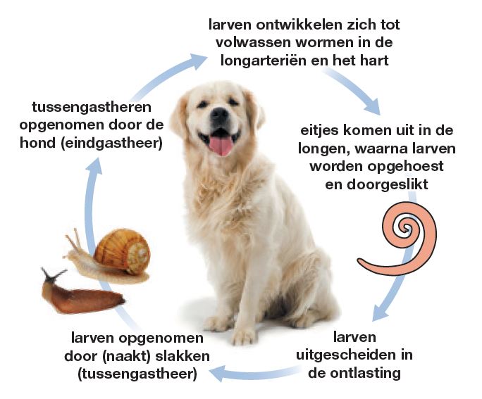 Stad bloem haat Kaal Worm soorten bij de hond | Dierapotheker.nl