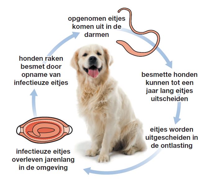 morgen patrouille Clancy Worm soorten bij de hond | Dierapotheker.nl