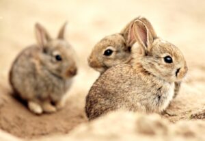 Tips om ziekte bij uw konijn te voorkomen