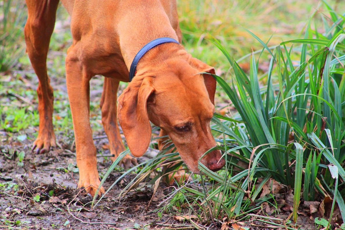 Hoe vaak hond uitlaten? Dierapotheker.nl