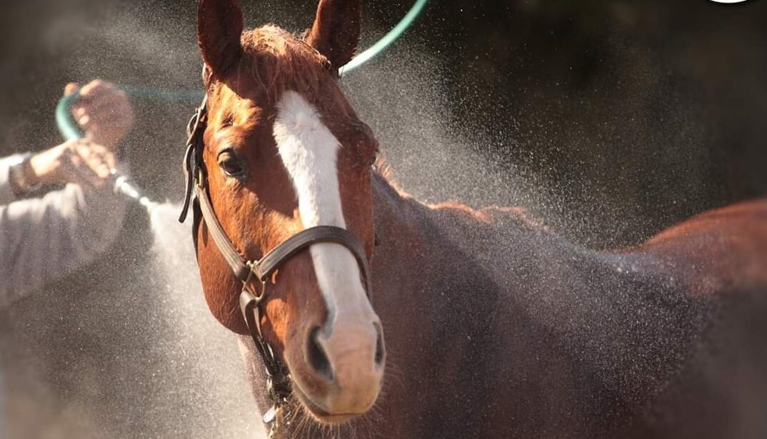 Paard geniet van het afspuiten met een waterslang