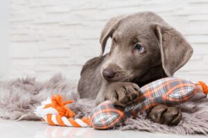 Laat de gezondheid van uw pup regelmatig controleren in de dierenkliniek