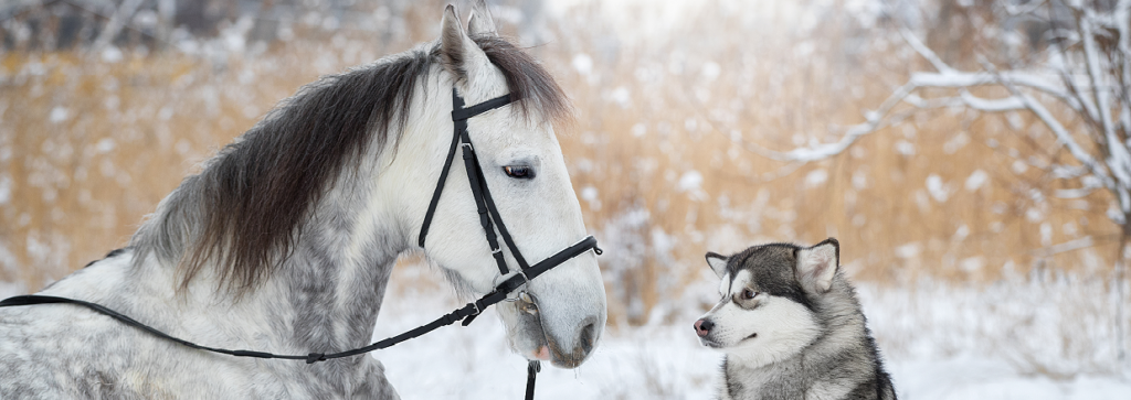 Zorg voor voldoende ruwvoer voor uw paard vooral tijdens extreme koude