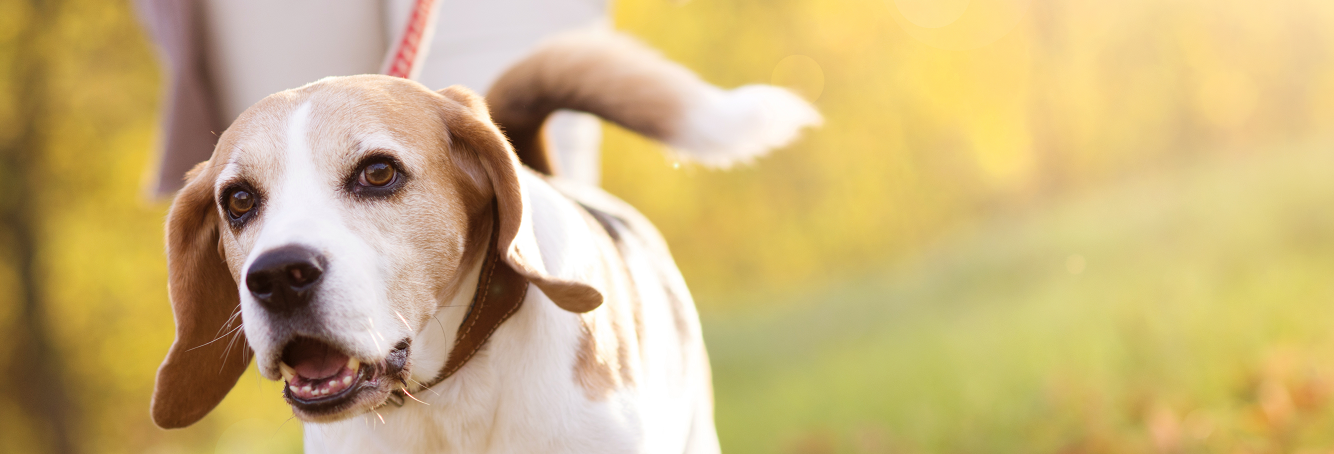 Mogen honden niet meer aangelijnd worden door de nieuwe Dierenwet?