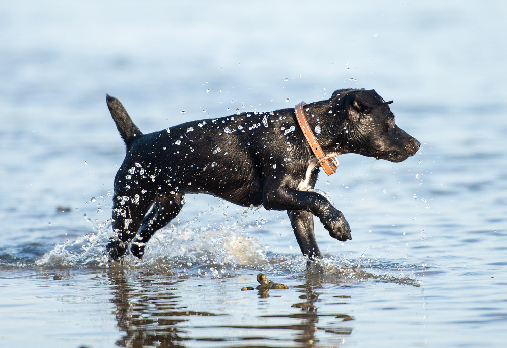 Hond geniet van spelen in het water