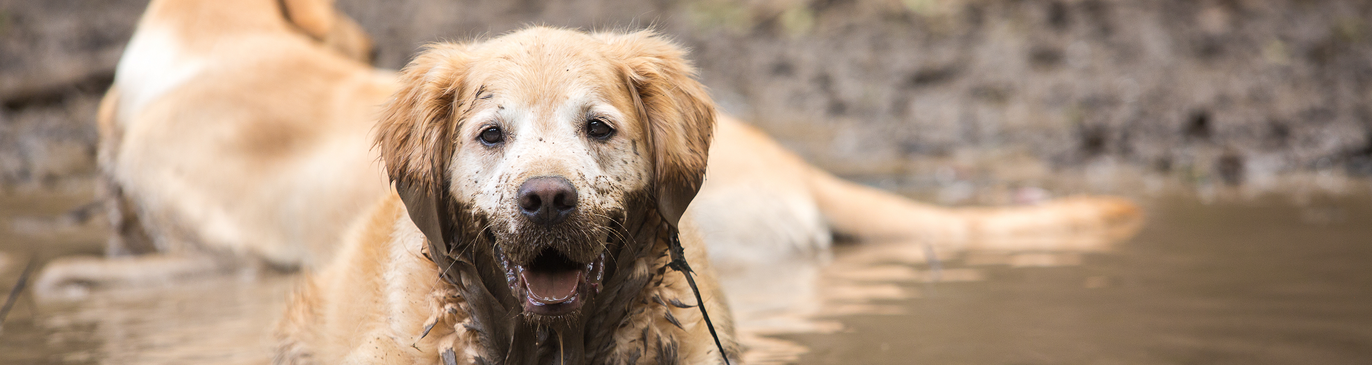 Wat te doen met uw hond bij een overstroming?