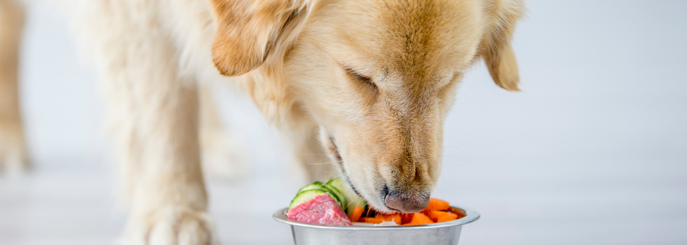 Hond eet uit een bak met groenten met veel komkommer
