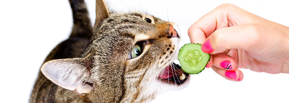 Kat eet komkommer uit de hand van een vrouw zonder bang te zijn