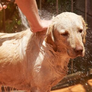 Hond wassen na contact met berenklauw