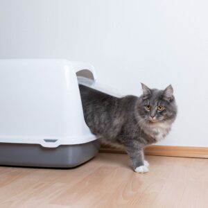 Katten houden van privacy tijdens het poepen en plassen