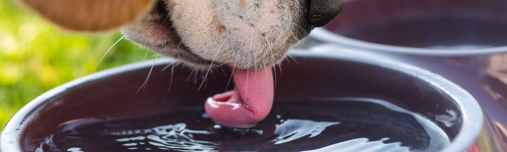 Hond drinkt met zijn tong water