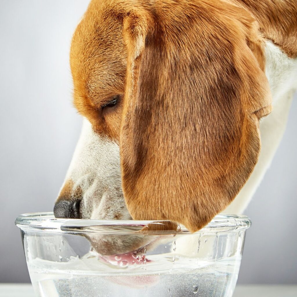 wonder contact lokaal Hoeveel water moet mijn hond hebben? | Dierapotheker.nl