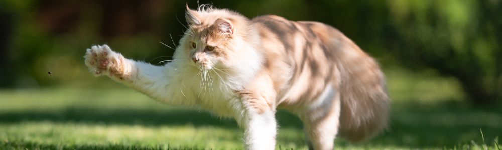 Kat tilt zijn poot op om te jagen op andere dieren