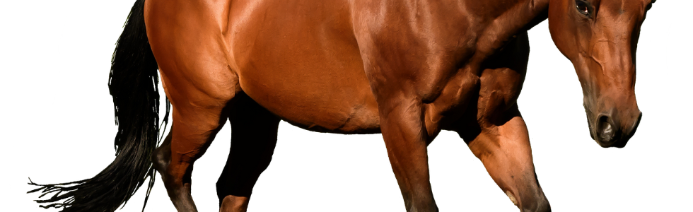 Spieren-paard-veelgestelde-vragen