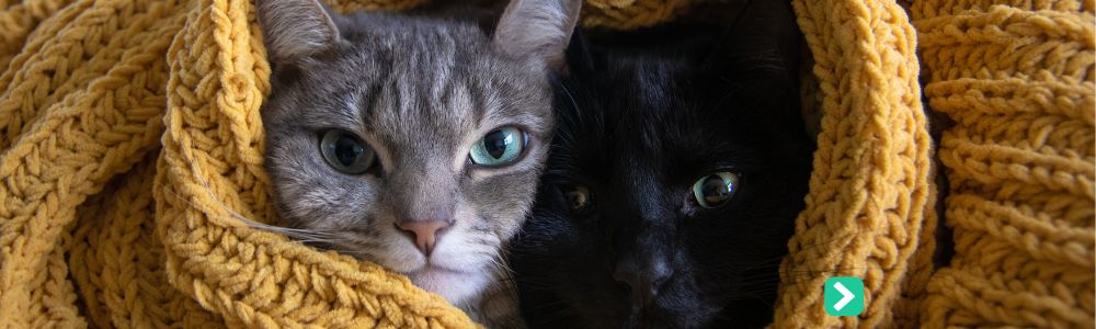Katten onder een deken tegen de koude nu