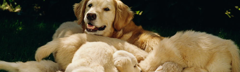 Moeder hond trots op haar grote pups