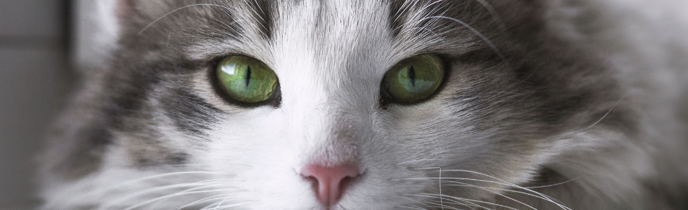 Kat met blauwgroene ogen kijkt je aan