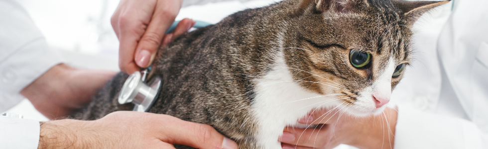 Kat met alvleesklierontsteking wordt onderzocht door dierenarts