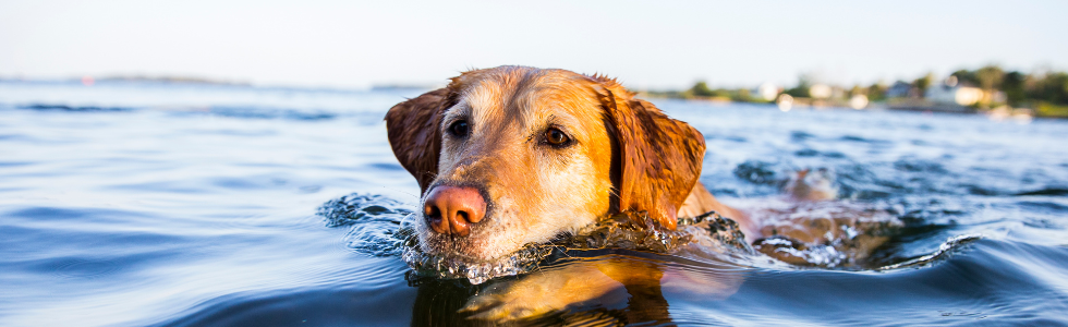 Hond zwemt gemakkelijk in het water