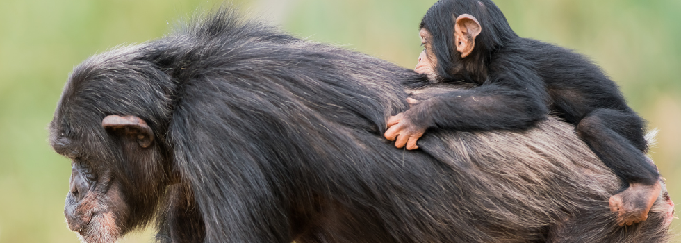 Chimpansee moeder draagt haar jong op de rug