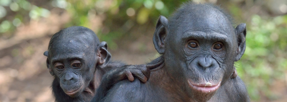 Chimpansee moeder met jong op de rug kijken ieder een eigen kant uit