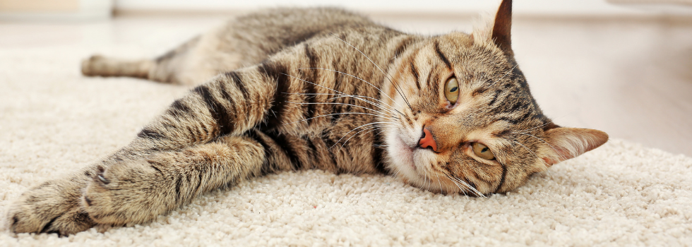 Kat ligt lekker languit op tapijt thuis