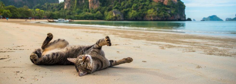 Kat rekt zich uit op strand op vakantie