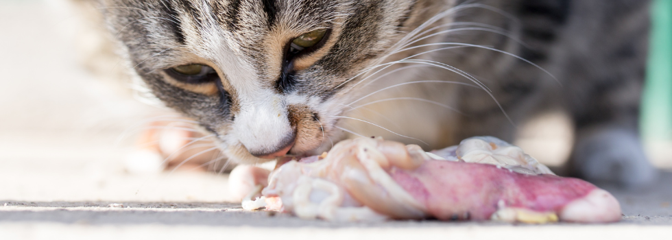 Kat eet vers eendenvlees met smaak op