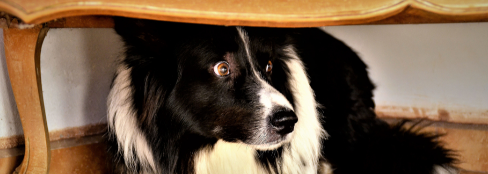 Angstige hond weggekropen voor onweer en bliksem onder een stoel