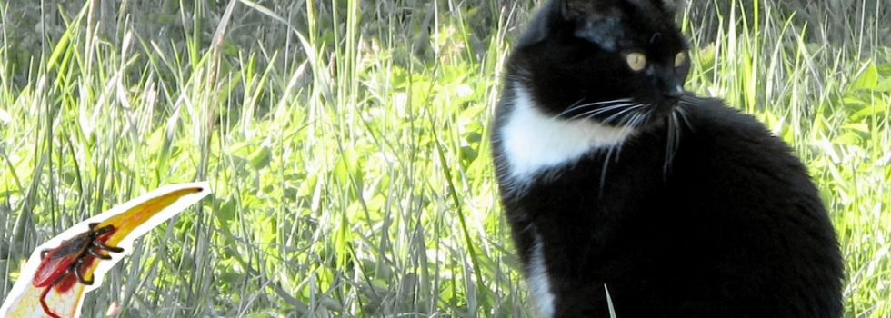 Kat kijkt weg van een teek op een grasaar
