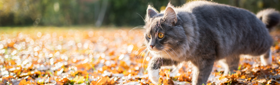 Kat sluipt door de herfst bladeren