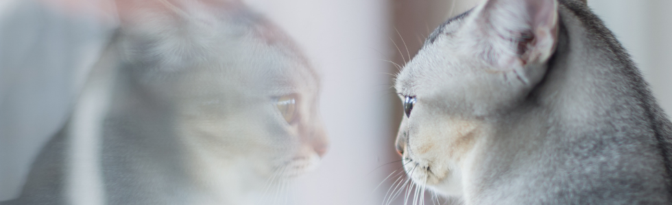 Kat kijkt in de spiegel naar zichzelf