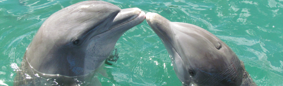 2 Dolfijnen kussen elkaar als een soort dubbelslag
