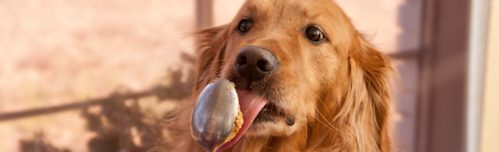 Hond likt bedachtzaam aan een lepel met pindakaas.