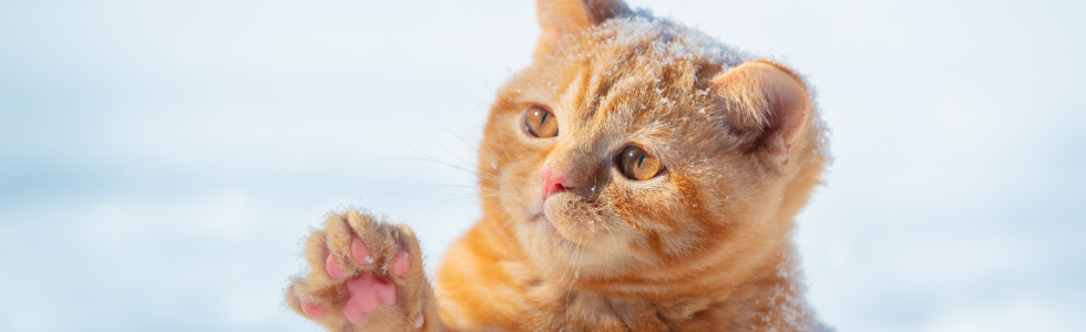 Kat in de sneeuw met een pootje omhoog vanwege de koude