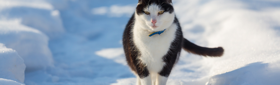 Kat loopt te paraderen door de sneeuw